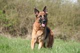 BERGER ALLEMAND 1326